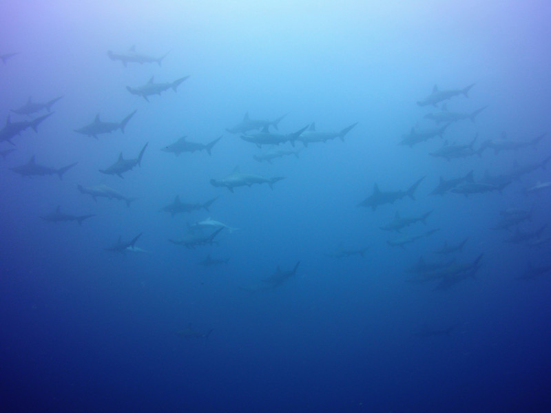 Some dives, we get up to a 1000 sharks!