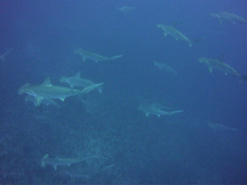 Hammerheads everywhere, from October to January...