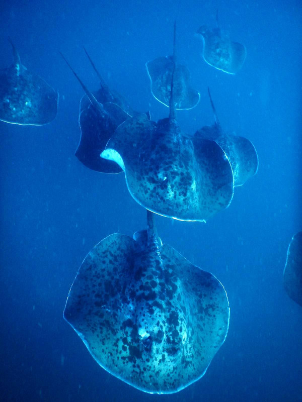 This was a special day, 10 rays following us for 45 minutes...from bottom at 32 meters to the safety stop at 5 meters...