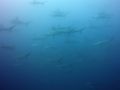 Hammerheads all over the place...