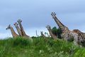 The giraffes from Oribi, 45 minutes drive from home!