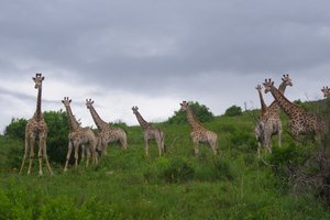 Happy breeding giraffes!