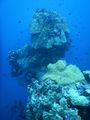 Corals regaining groung...