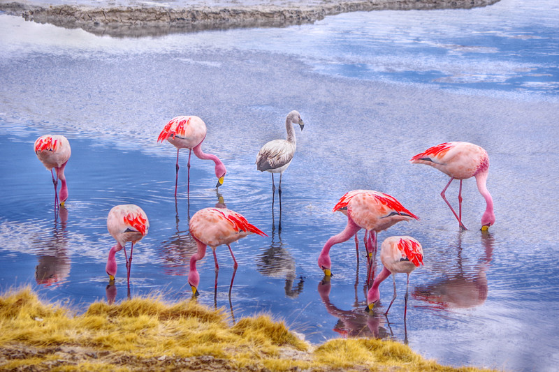 Flamingos, they spend most of their time the head into water to feed themselves...