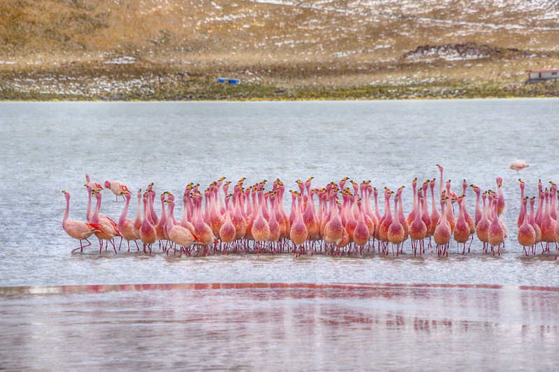 Dancing flamingos...