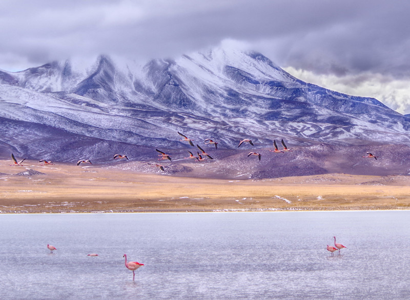 Fly of flamingos...would have been nicer if closer...still...magic...