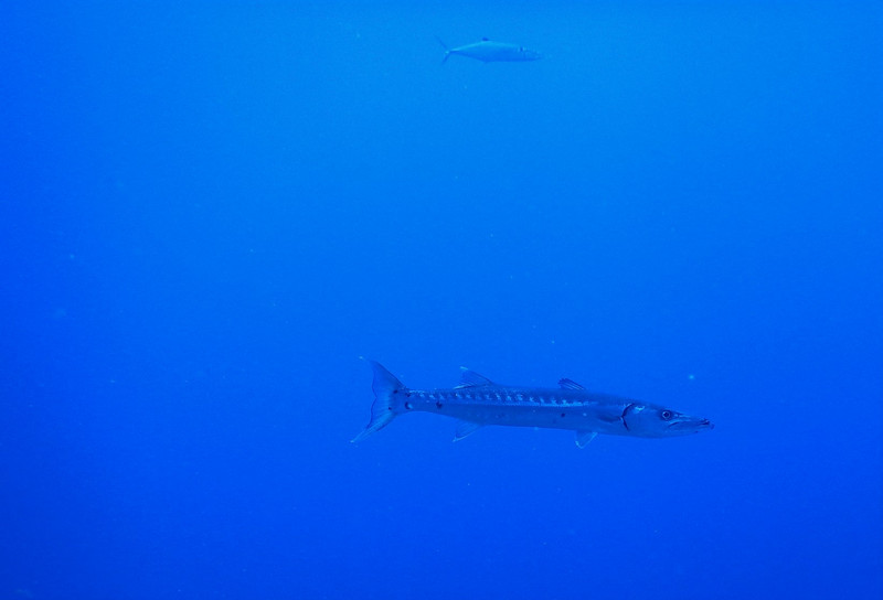 single barracuda