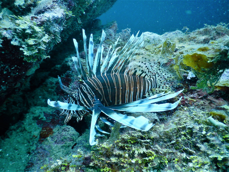 Lion fish...they need to be hunt solid here!