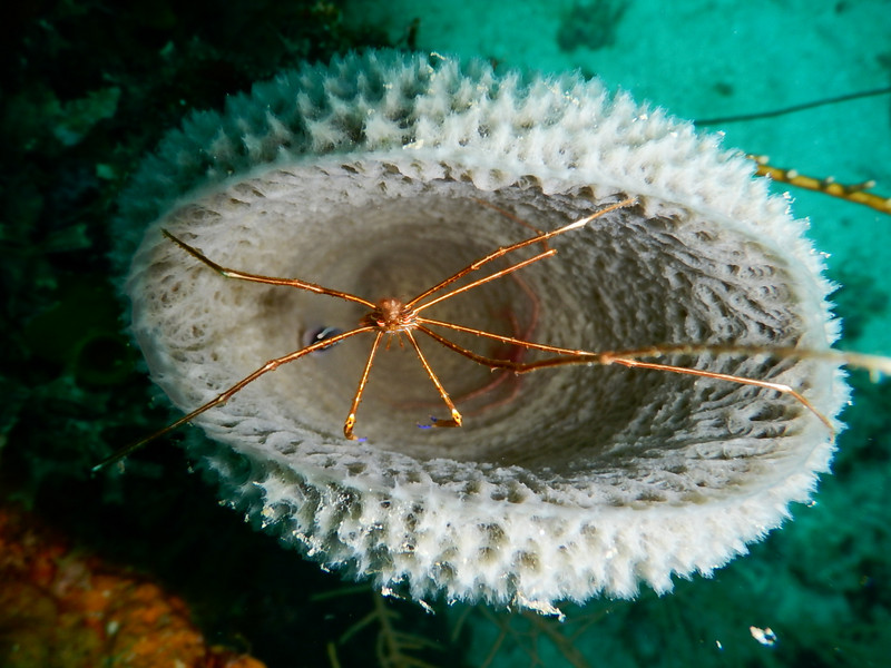 Spider crab in a sponge...