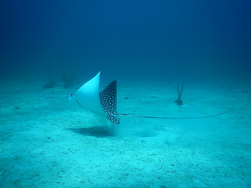 Eagle Spotted ray