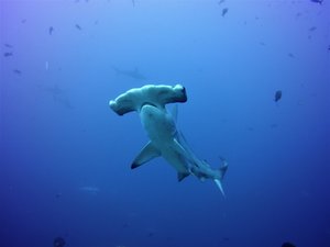 Cocos is all about....sharks...and a lot of Hammerhead ones...
