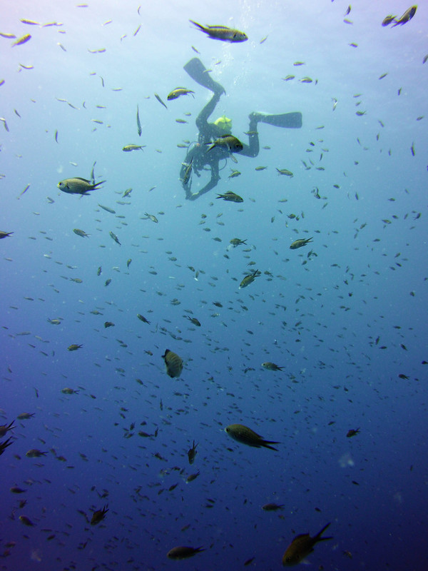 Lots of little fishes...and not much more than that...