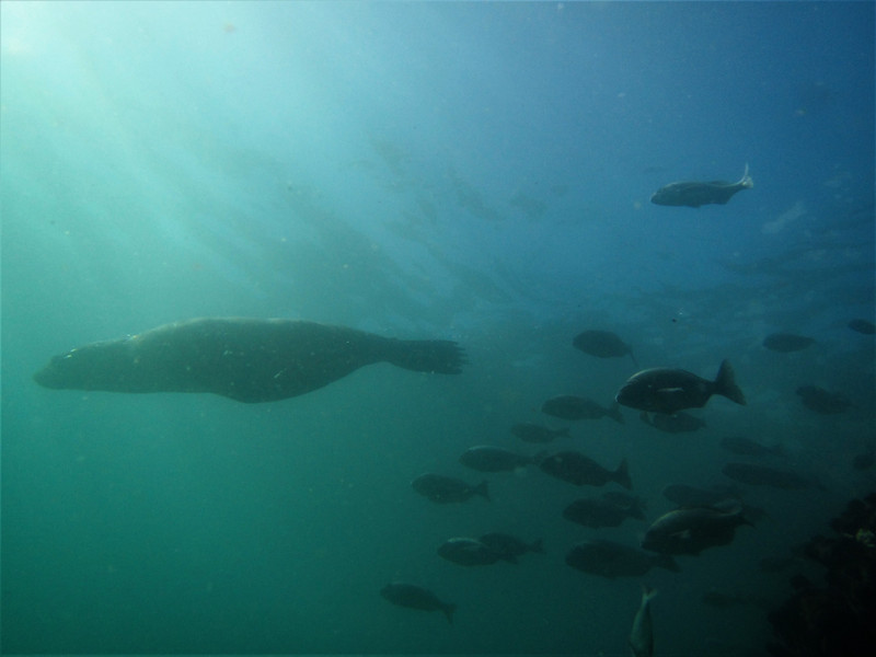 The seals of Simonstown...