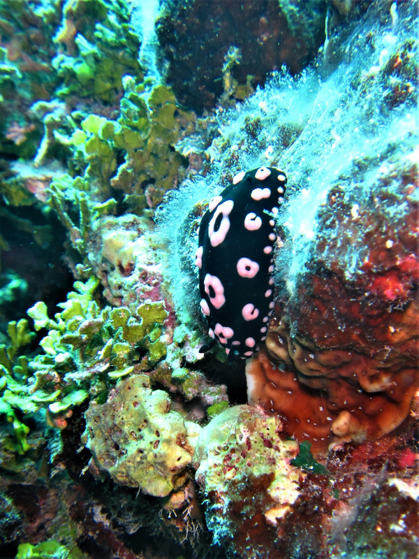 and a nudibranch...