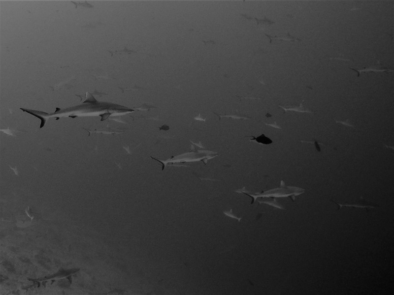 Another wall of sharks...I'm at 50 meters while taking this picture..