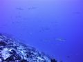 Here you find the grey reef sharks between 35 and 55 meters...