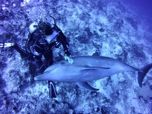 This is exactly what it is...a dolphin coming to the diver for a cuddle!