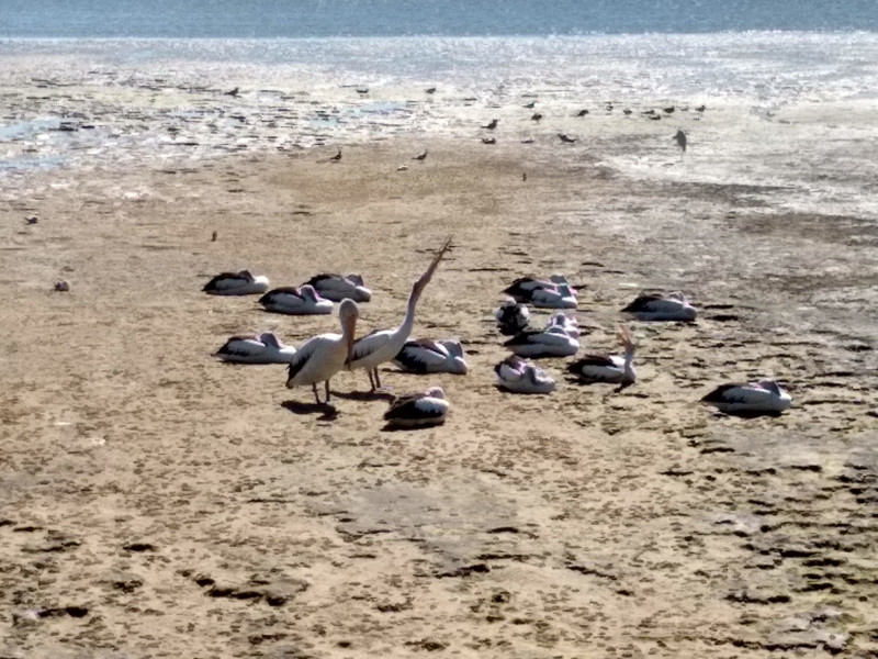 Pelicans on low tide in Cairns
