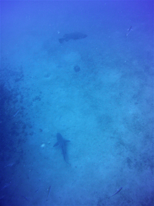 End of the dive...bull shark and the huge queensland grouper...
