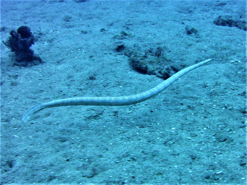 MNice sea snake...