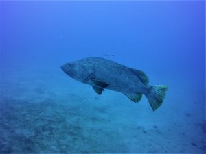 Huge and shy queensland grouper...