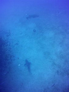 End of the dive...bull shark and the huge queensland grouper...