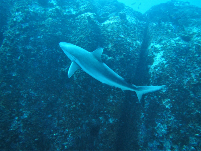 Grey reef shark...