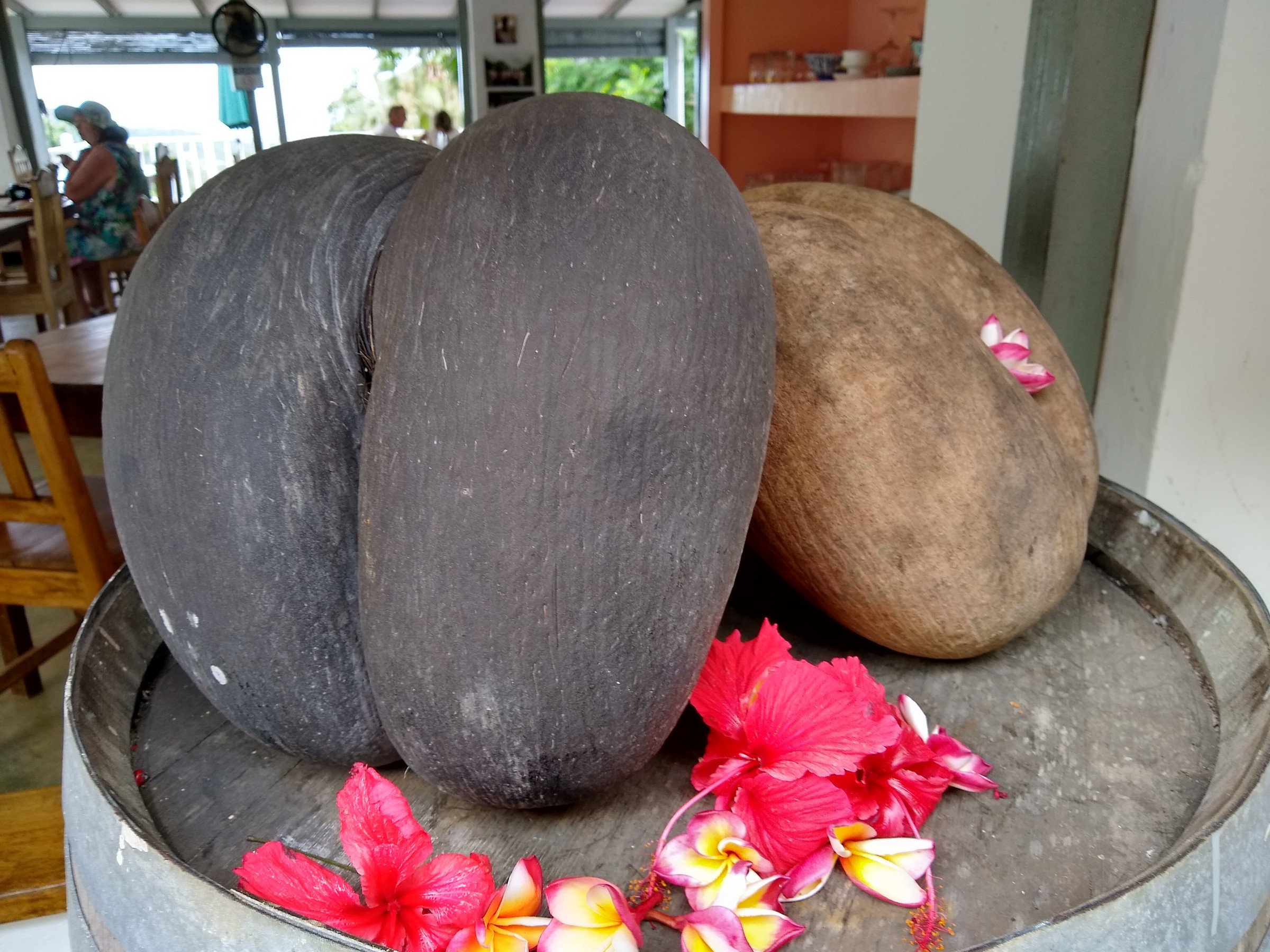 The famous coco de mer...yes, it's a coconut! | Photo