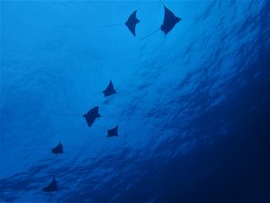 We see little eagle rays on nearly each dive...