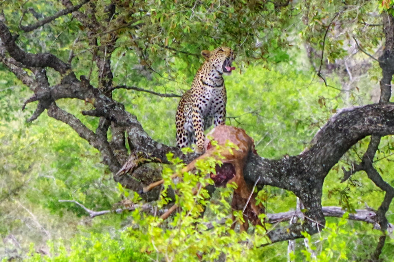 We saw four leopards in 2 days, but this one the best with his catch!