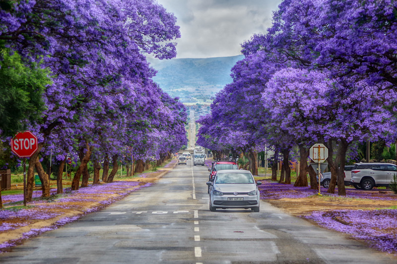 Jacaranda time in South Africa....gorgeous...