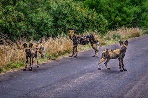 wild dogs...and they came to snif the car...