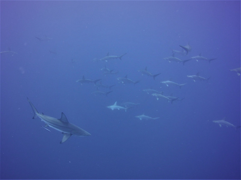 lots of scalloped hammers and a single oceanic black tip...