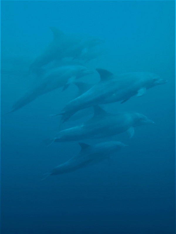 Dolphins time...each sighting is a great moment! 