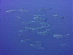 Hundreds of hammerheads per dive...normal here...