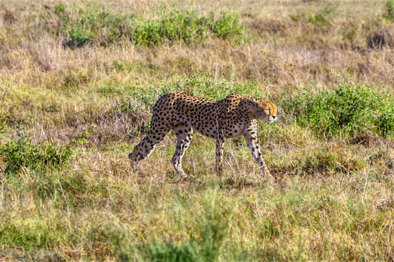 Amazing Cheetah, a first for Tanya...