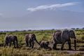 The super famous Amboseli view...