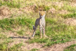 Youngster cheetah, must be around 8 months old...