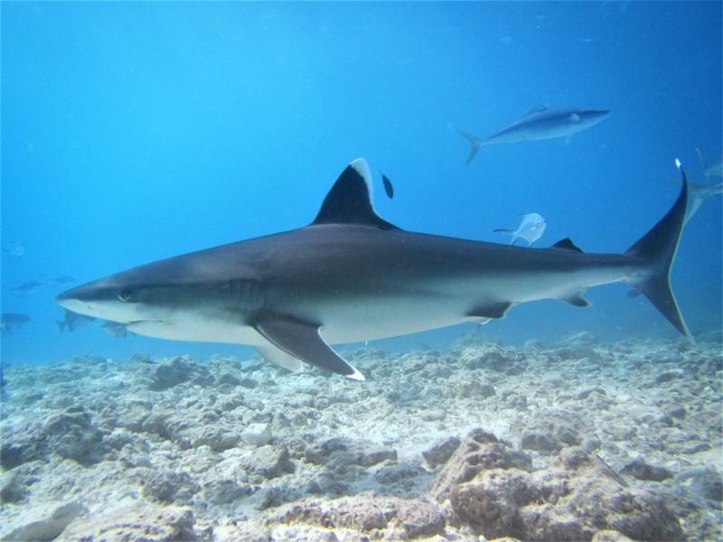 This week, it was mainly silver tips and tiger sharks...