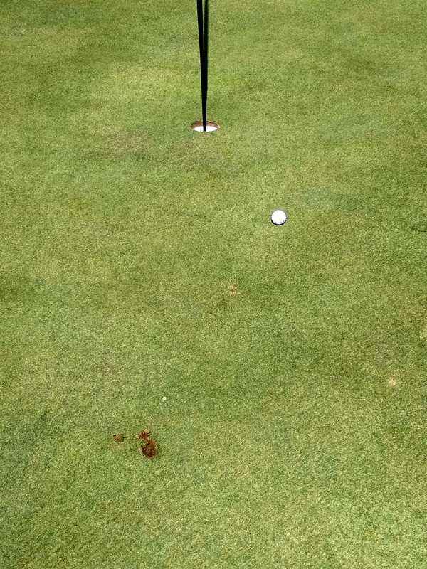 If only I could do this more often....easy birdie...