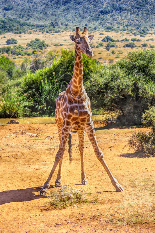 Hello, I'm a giraffe...