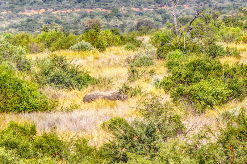 Spotted 4 rhinos today...2 of them are hiding in this pic...