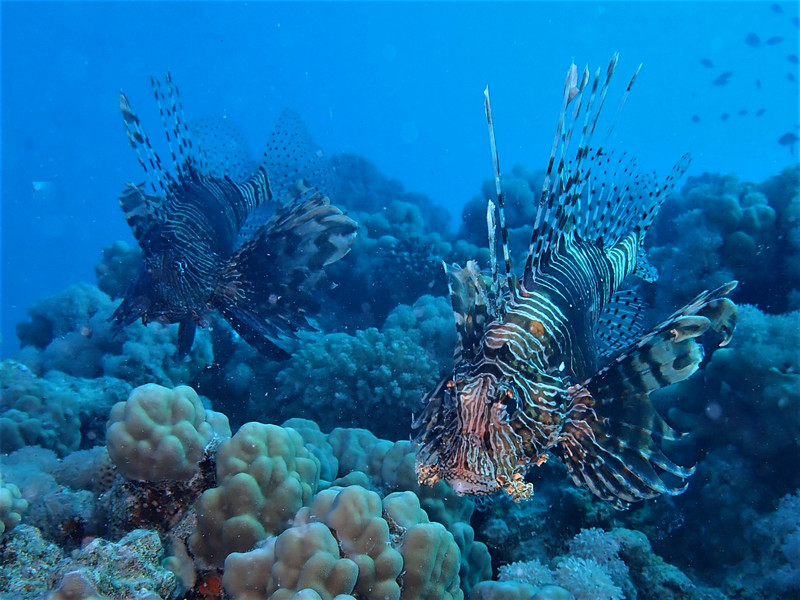 Lion fishes