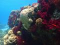 Love the colors of the corals...