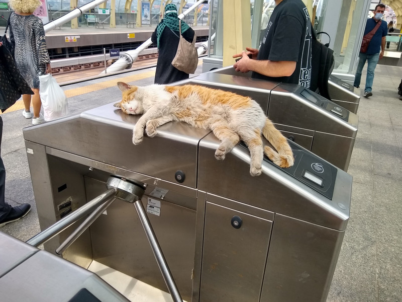 Cat are sleeping everywhere in Istanbul...
