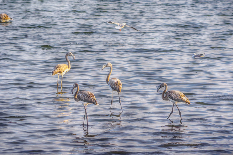 Flamingoes in Walvis Bay