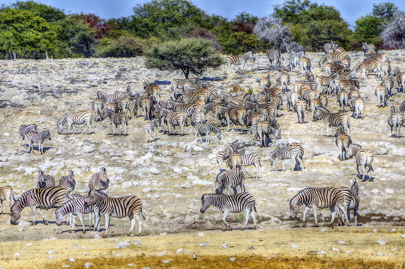 spot the zebras...