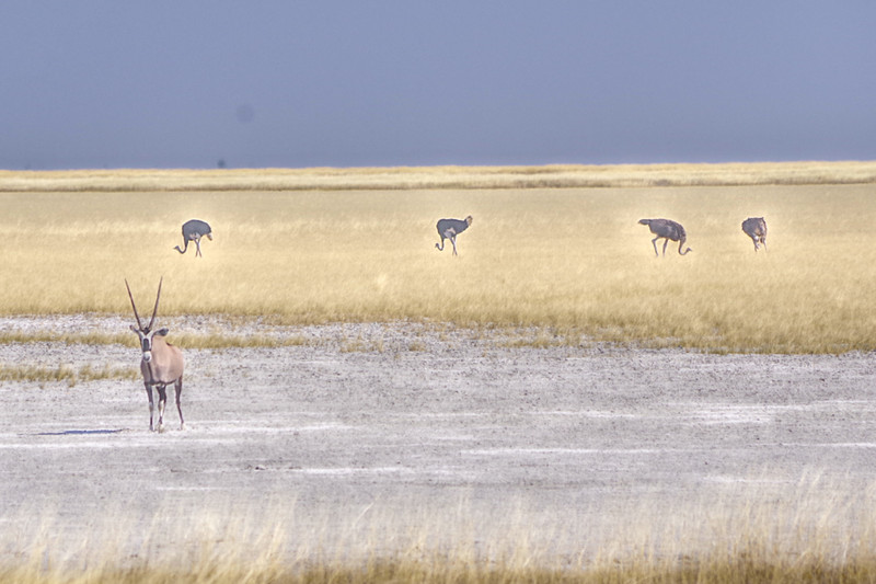 Oryx and ostriches on the pan... 