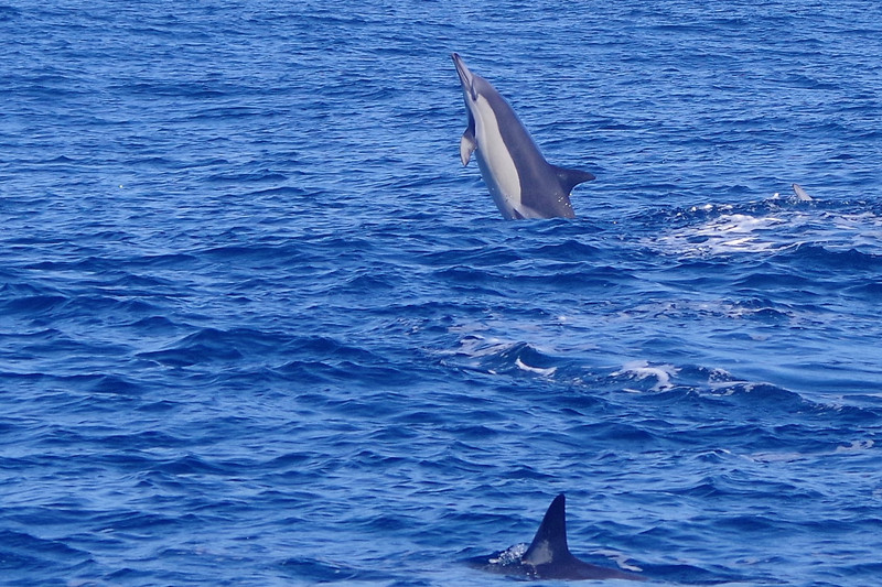 common dolphins...
