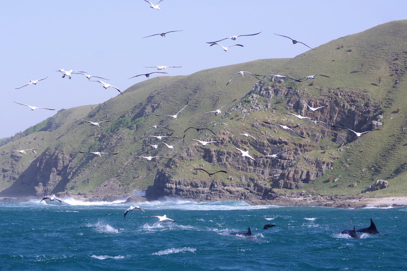 Gannets and bottle nose dolphins...